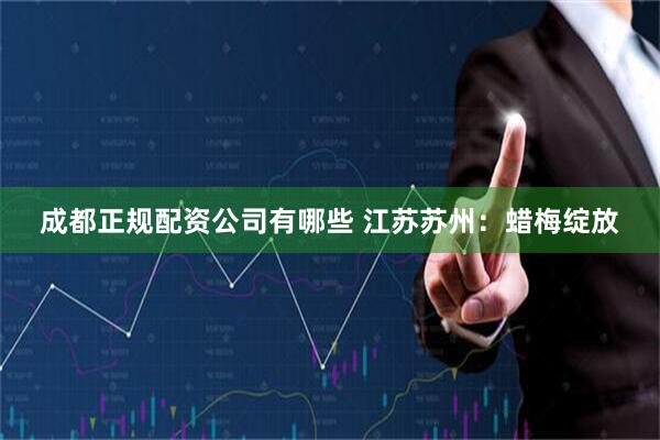 成都正规配资公司有哪些 江苏苏州：蜡梅绽放